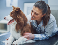 Vet Professionals insurance