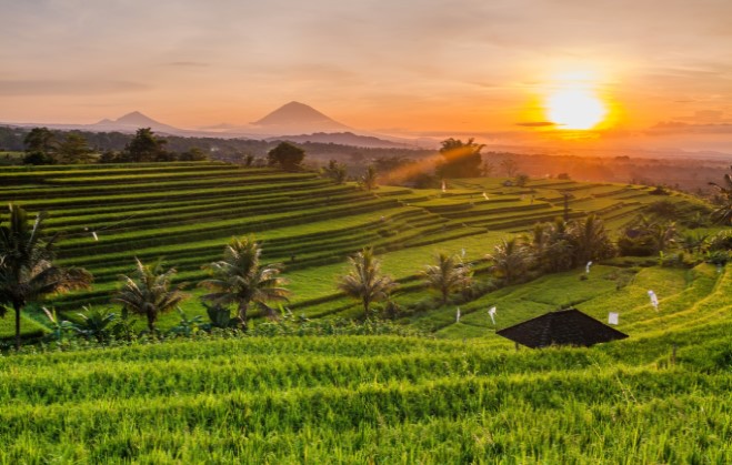 Bali_Rice_Field