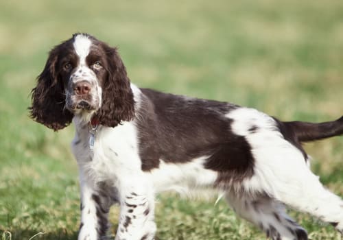 Dog Breeds List - Dog Breed Information & Images Of Each Breed | Vets ...