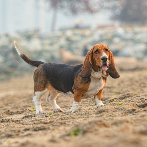 Healthy store basset hound