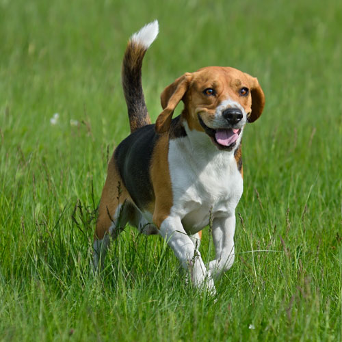 Beagle Dog Breed - Facts - Traits - Health | Vets Choice | Vets Choice