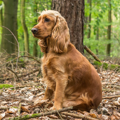 Cocker spaniel best sale hip problems