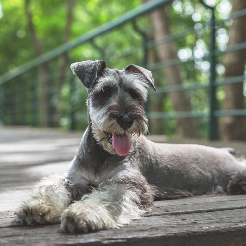 Schnauzer snoring hot sale