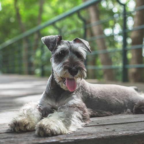 Miniature Schnauzer Dog Breed - Facts - Traits - Health, Vets Choice