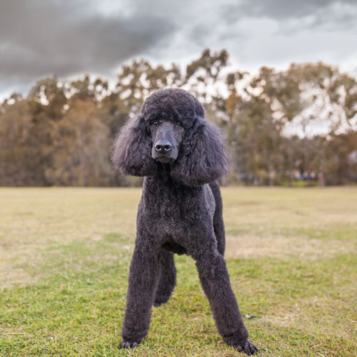 Poodle hip hot sale problems