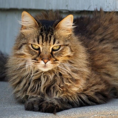 Domestic Long Hair Cat Breed Facts Traits Health Vets Choice
