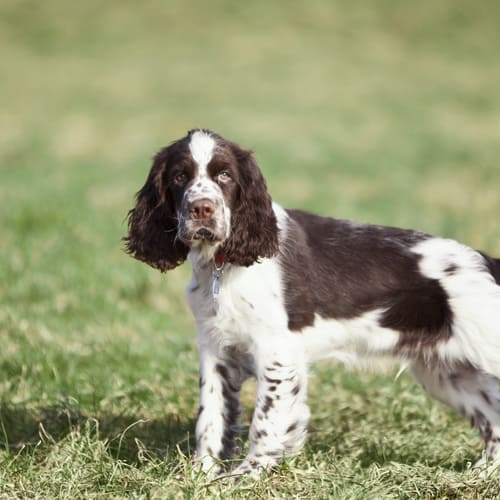 Springer spaniel lemon and hot sale white