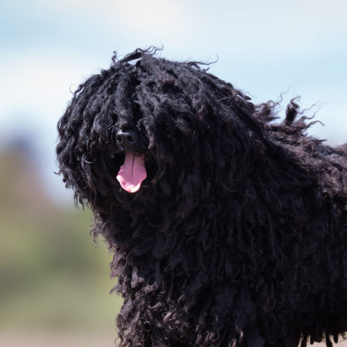 Facts About the Hungarian Puli (Or, the Mop Dog) - PetHelpful