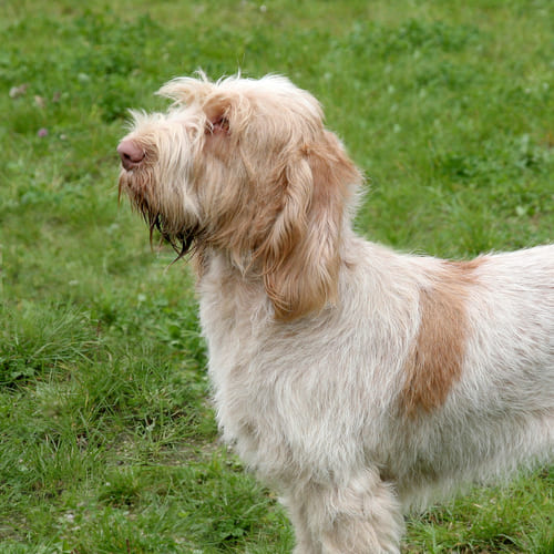 Italian spinone store dog