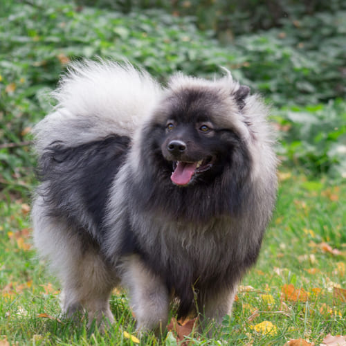 Keeshond weight deals