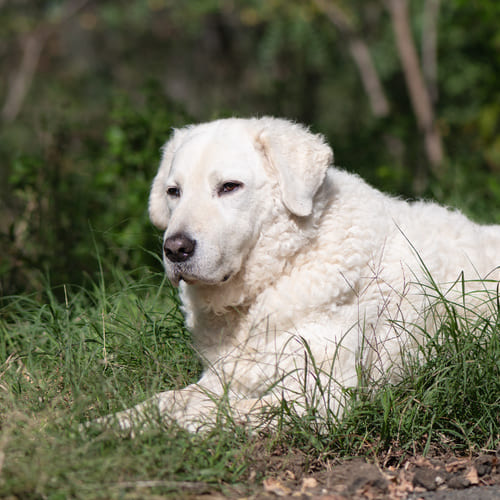 Kuvasz breed best sale