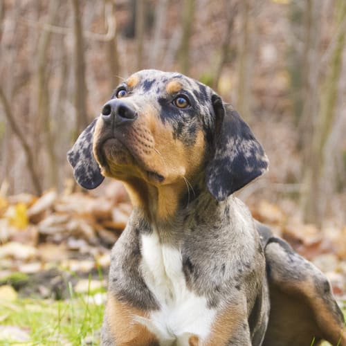 catahoula dog breeders