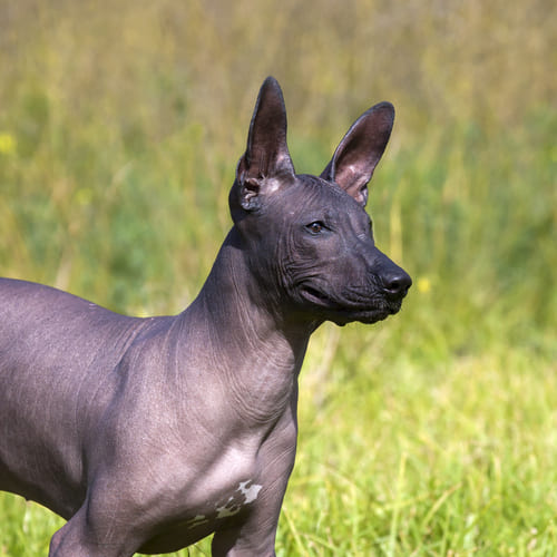 Mexican hairless hot sale terrier