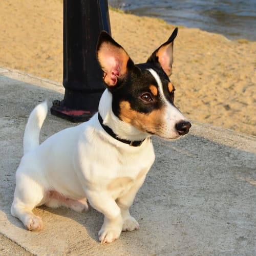 mini fox terrier dog