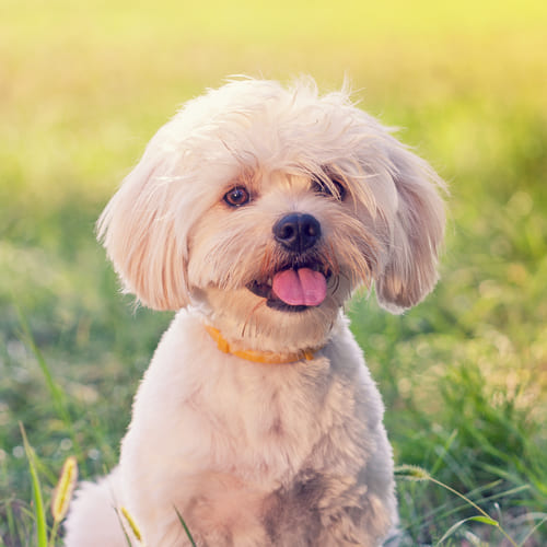 Tiny maltese hot sale dog