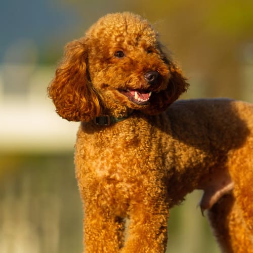 orange miniature poodle