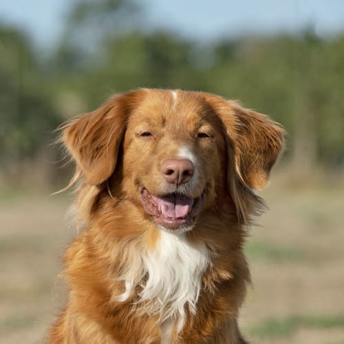 Nova scotia duck clearance tolling retriever traits