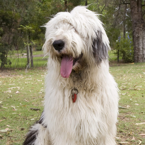 Old english sheepdog sales merle