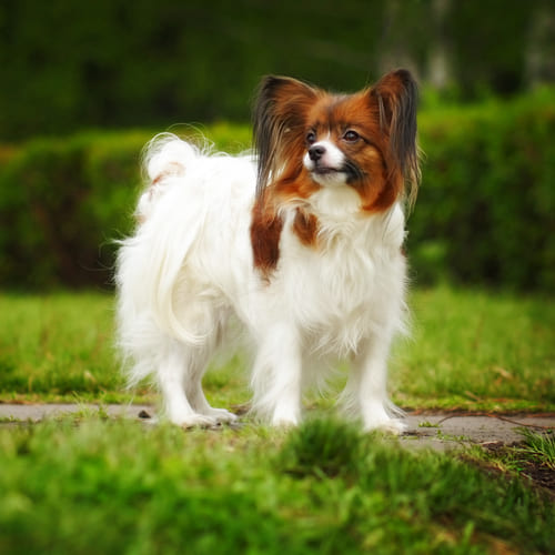 papillon dog breeds