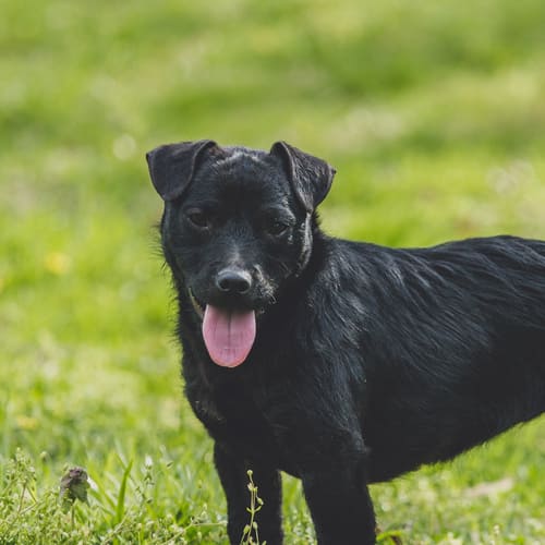 Patterdale Terrier Dog Breed - Facts 