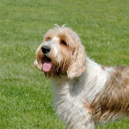 Petit Basset Griffon Vendeen Dog Breed - Facts - Traits - Health | Vets ...