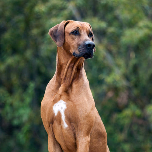 Rhodesian backridge hot sale dog