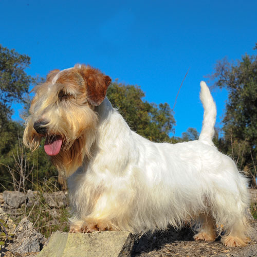 Working sales sealyham terrier