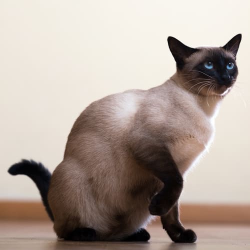 Oriental siamese best sale