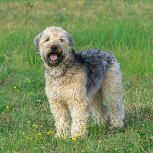 Smooth coated clearance wheaten terrier