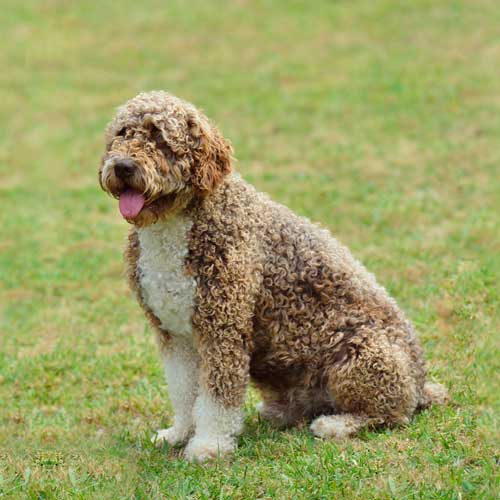 Spanish best sale water spaniel