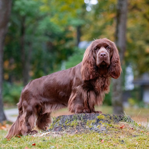 Sussex hot sale spaniel spaniel