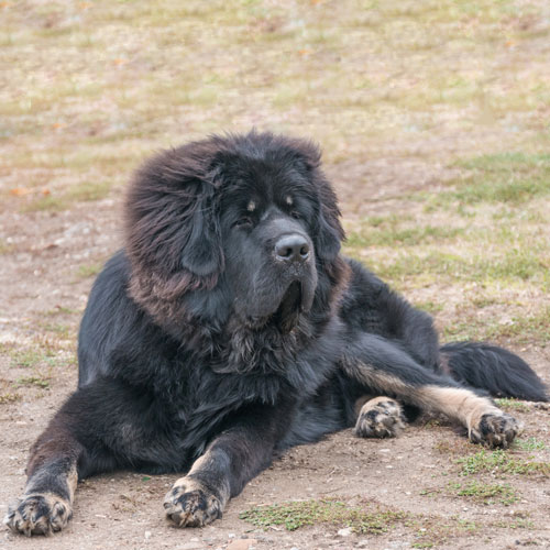 Black tibetan hot sale mastiff