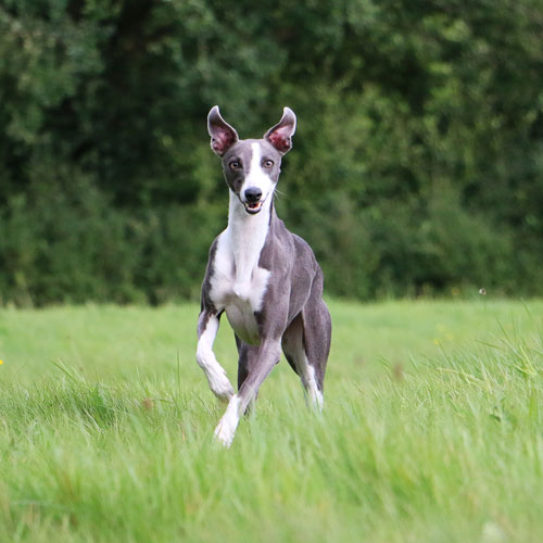 Whippet blue cheap and white