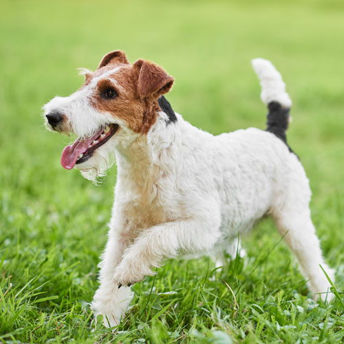 Rough haired hot sale fox terrier