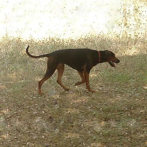 yugoslavian mountain hound