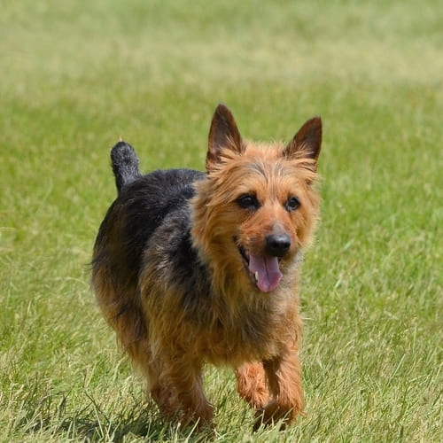 Australian store terrier haircut